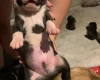 American Bulldog