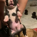 American Bulldog
