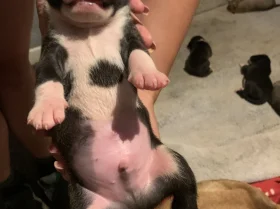 American Bulldog