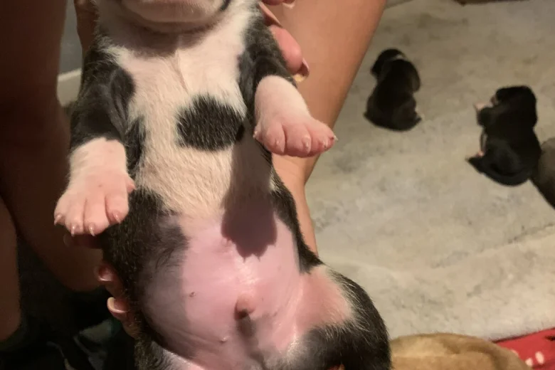 American Bulldog