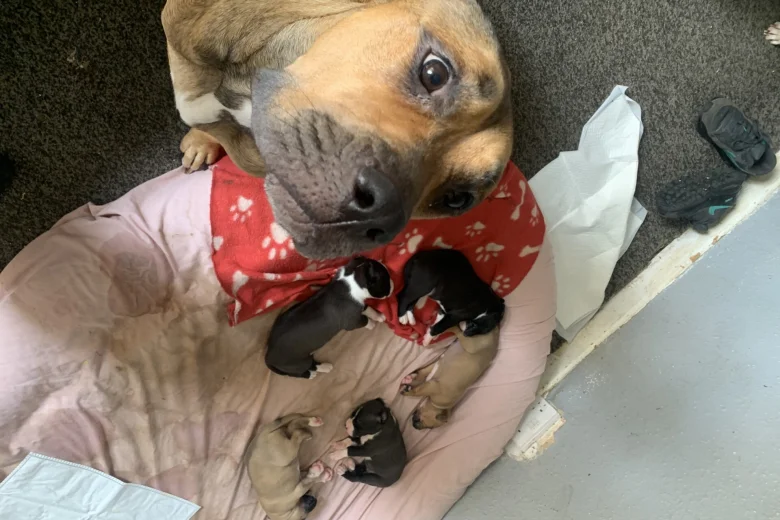 American Bulldog