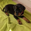 Mixed Breed
