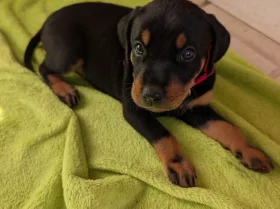 Mixed Breed