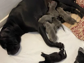 Cane Corso