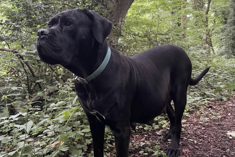 Cane Corso