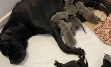 Cane Corso