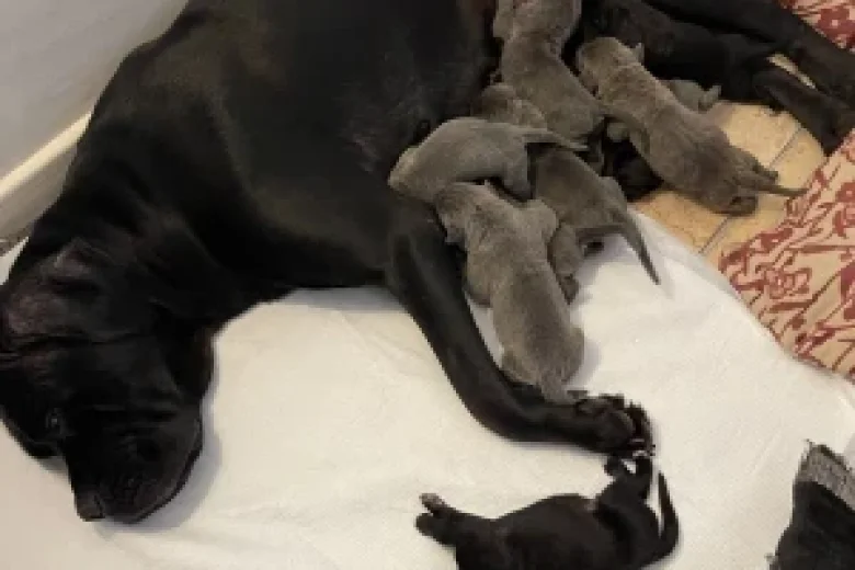 Cane Corso