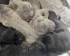 Cane Corso