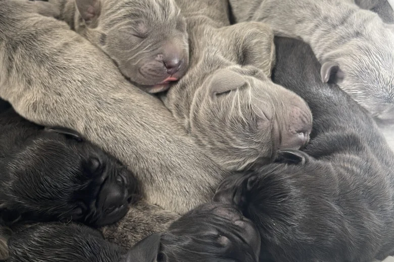 Cane Corso