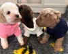 Cavapoo