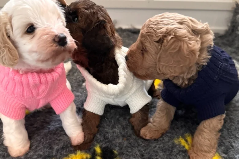 Cavapoo