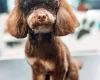 Cavapoo