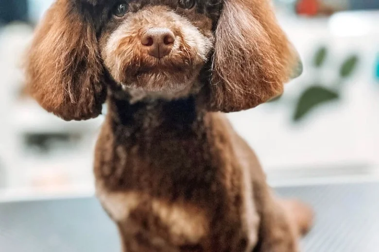 Cavapoo