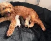 Cavapoo
