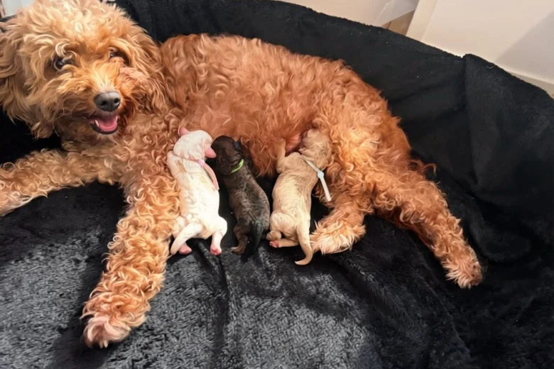 Cavapoo