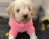 Cavapoo