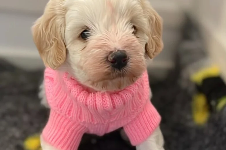 Cavapoo