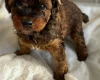 Cavapoo