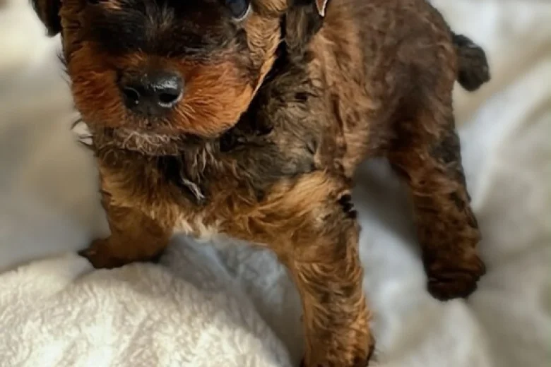 Cavapoo
