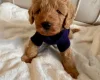 Cavapoo