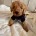 Cavapoo