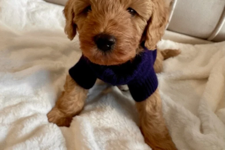 Cavapoo