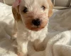 Cavapoo