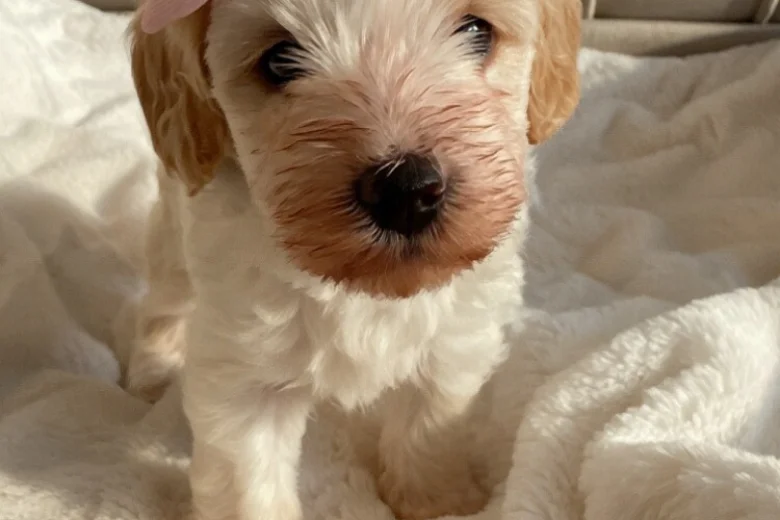 Cavapoo