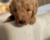 Cavapoo