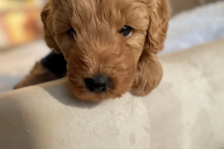 Cavapoo