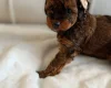 Cavapoo