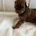 Cavapoo