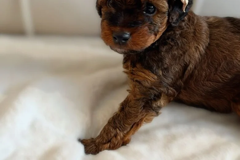 Cavapoo