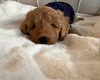 Cavapoo
