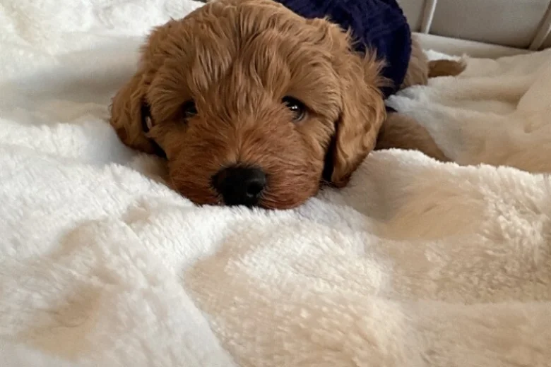 Cavapoo