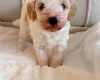 Cavapoo