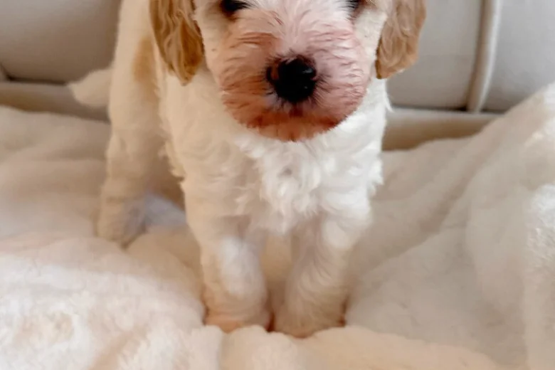 Cavapoo