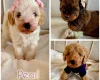 Cavapoo