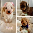 Cavapoo