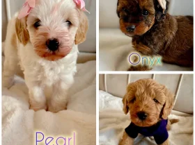 Cavapoo