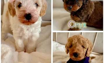 Cavapoo
