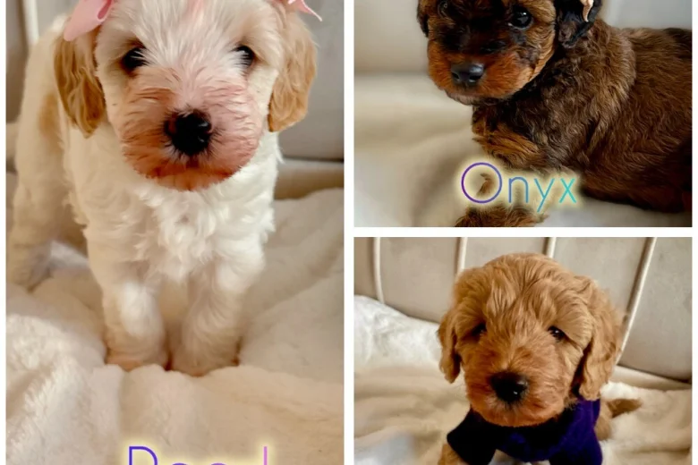 Cavapoo