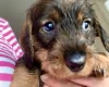 Dachshund (Wire Haired)