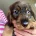 Dachshund (Wire Haired)
