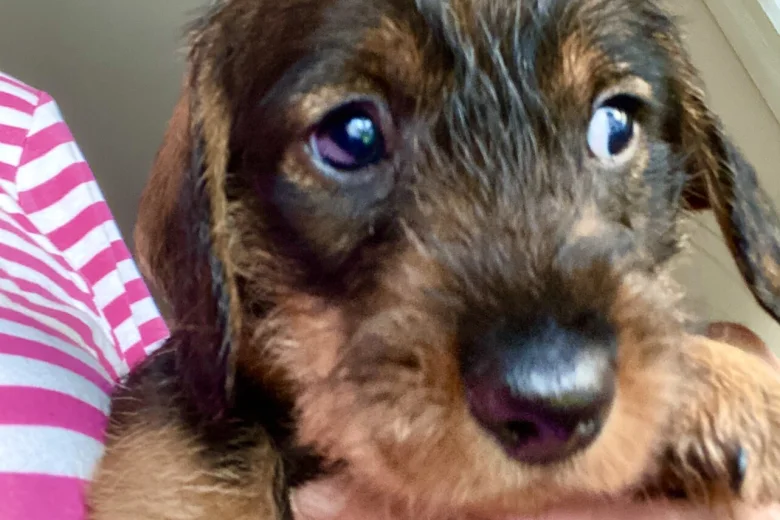 Dachshund (Wire Haired)