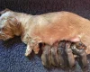 Dachshund (Wire Haired)