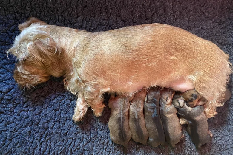 Dachshund (Wire Haired)