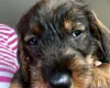 Dachshund (Wire Haired)