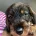 Dachshund (Wire Haired)