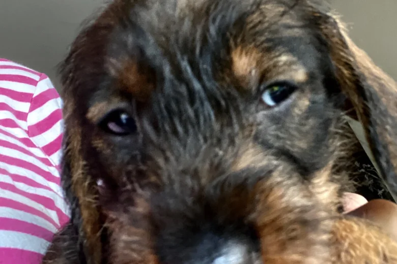 Dachshund (Wire Haired)